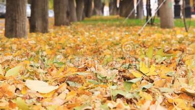 秋天公园里五颜六色的金色小巷，树叶<strong>飘</strong>落。 近距离拍摄<strong>落叶</strong>。 汽车在树下行驶